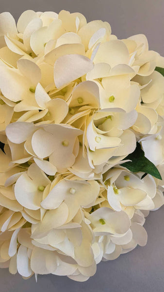 Hydrangea Bundle