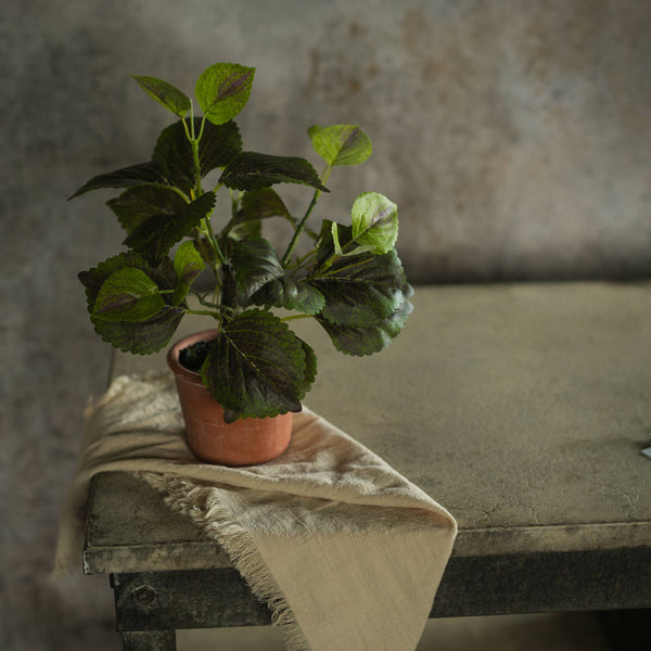 9" POTTED PERILLA