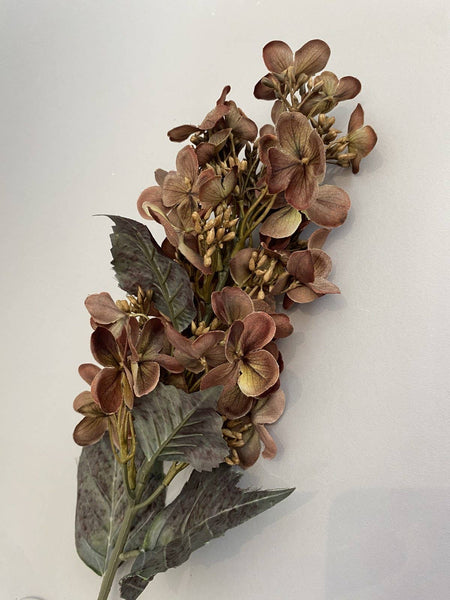 Brown Hydrangea Stem