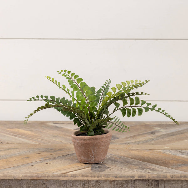 9" POTTED BUTTON FERN