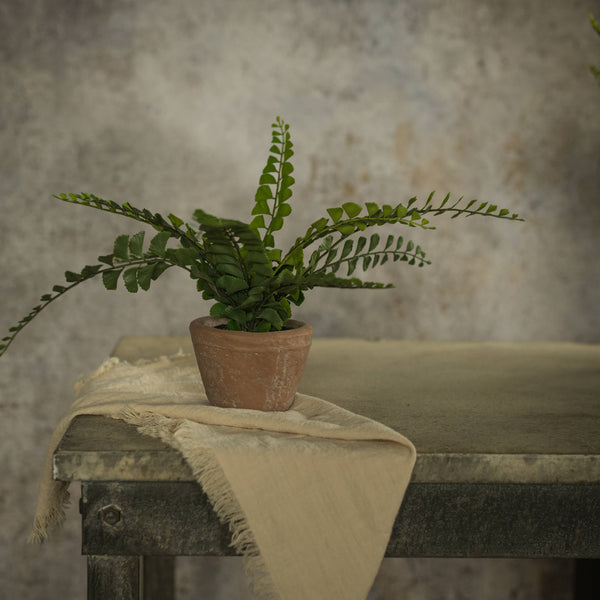 9" POTTED BUTTON FERN