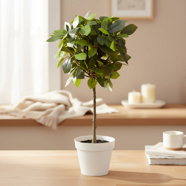 17" Weeping Ficus