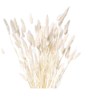 Bunny Tails White 60 stems