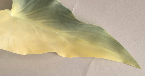 Greenery Calla Lily Leaf
