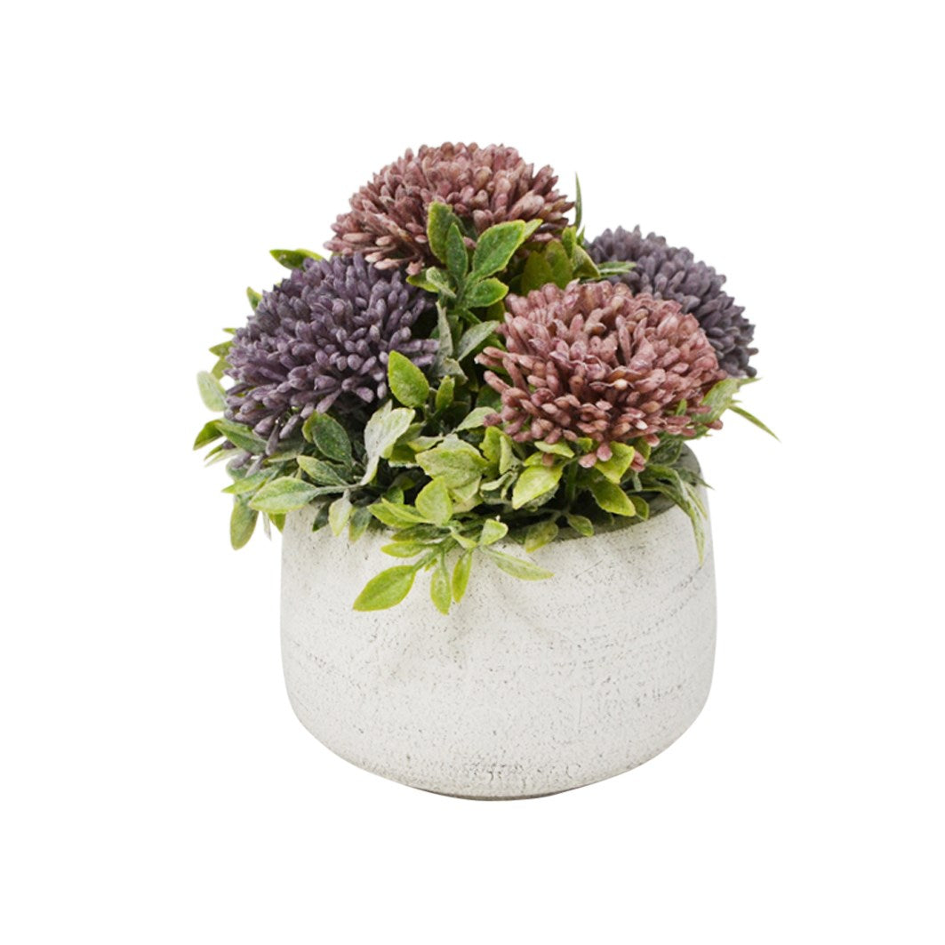 Chrysanthemum In Pot