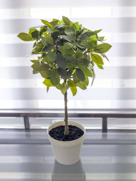 17" Weeping Ficus