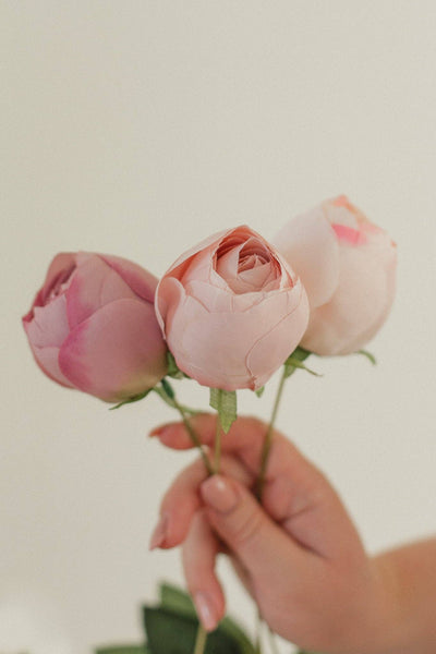 Perfect Peony Bundle: Champagne