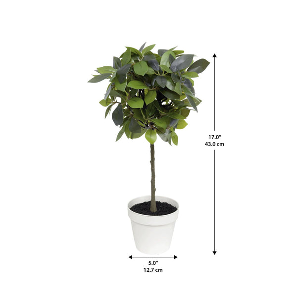 17" Weeping Ficus