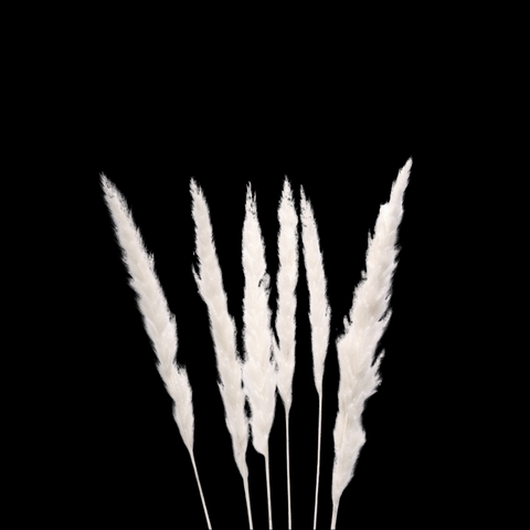 Mini Pampas Grass 30" White