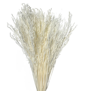 Rice Grass Bleached