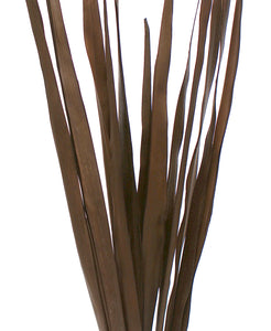 Cacho Palm Brown