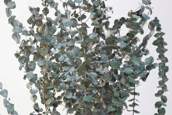 Eucalyptus Green