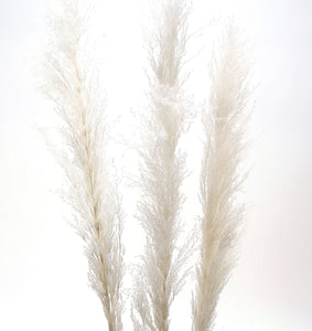 Pampass Grass 60" White
