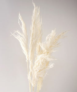 Reed Plume Bleached