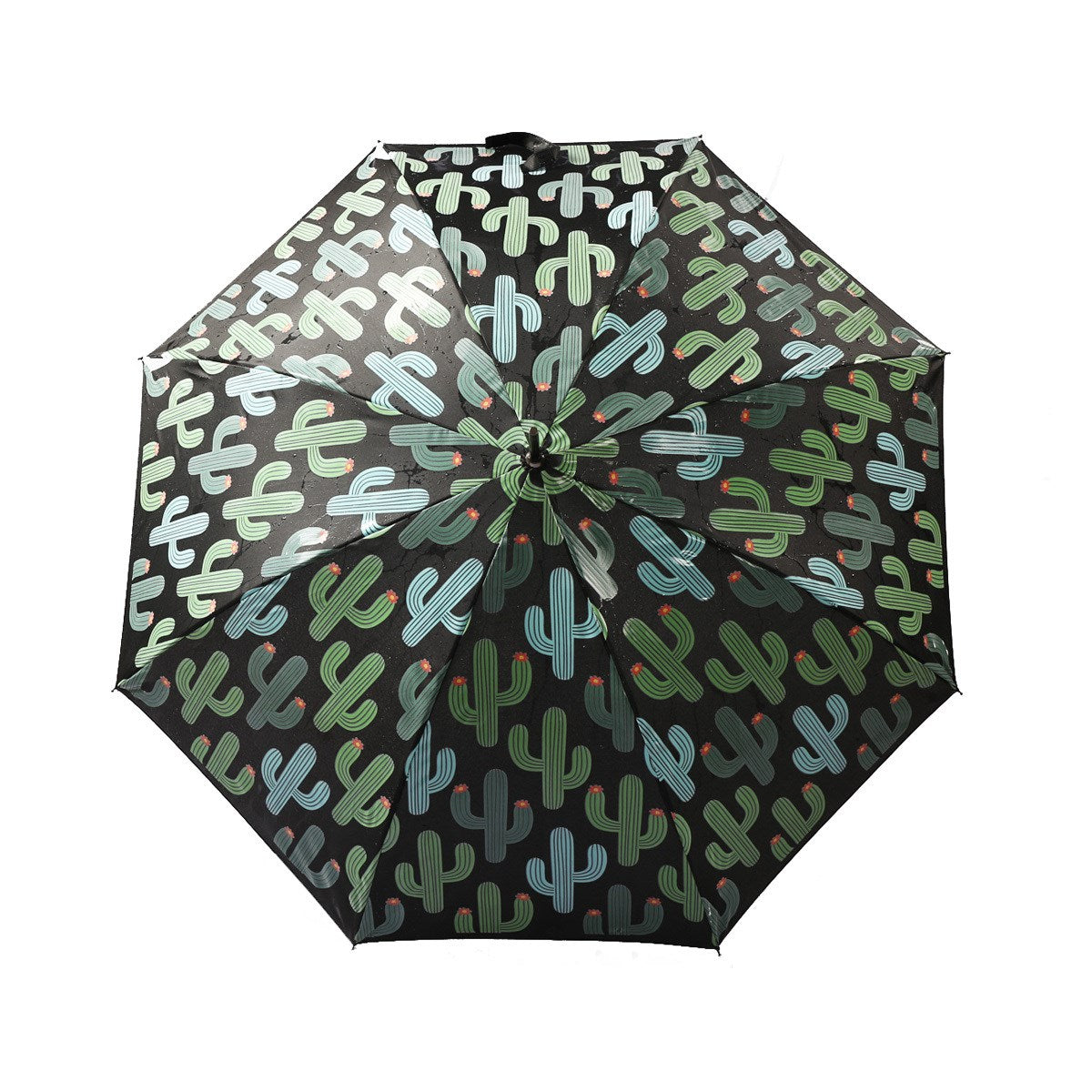 Umbrella Cactus Colour Changing
